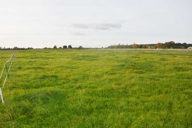 Winter Grazing