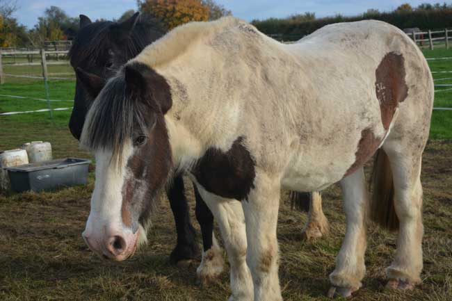 Horse